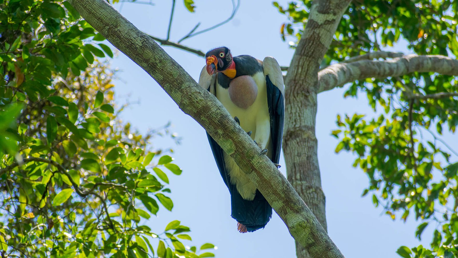 Biodiversidad