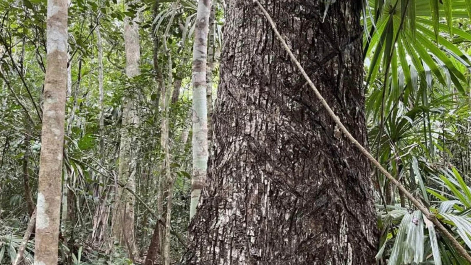 Selva Maya Miel