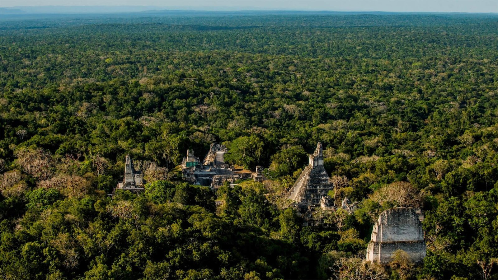 Selva Maya Miel